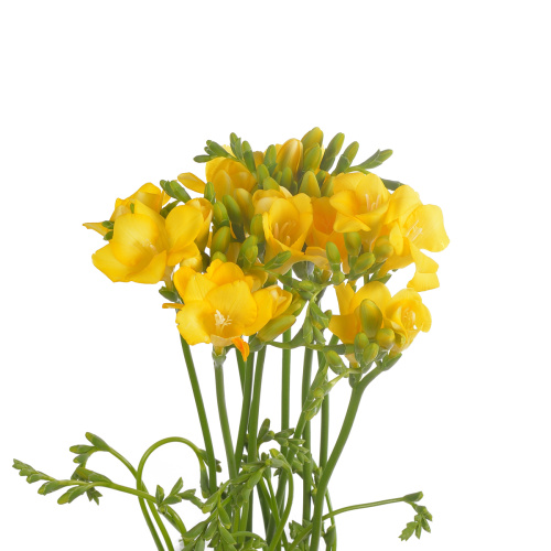 Фрезия серрада (10 шт)