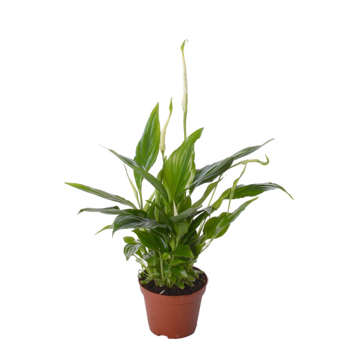 Спатифиллум Шопен 30/9 см