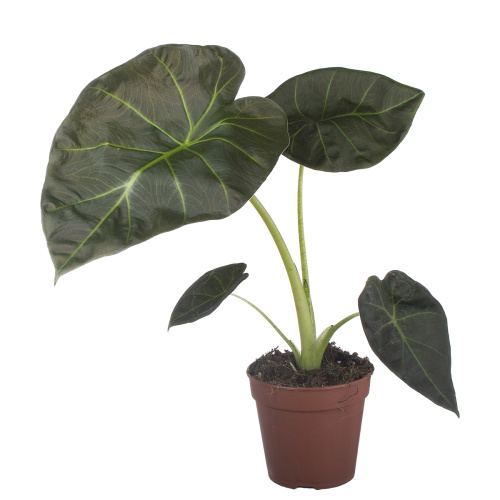 Алоказия регал шилд 45/12 см