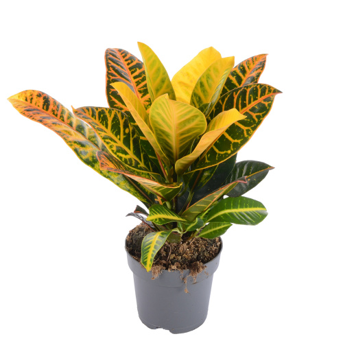 кротон петра 55/17 см