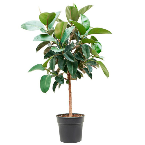 Фикус робуста штамб 140/30 см