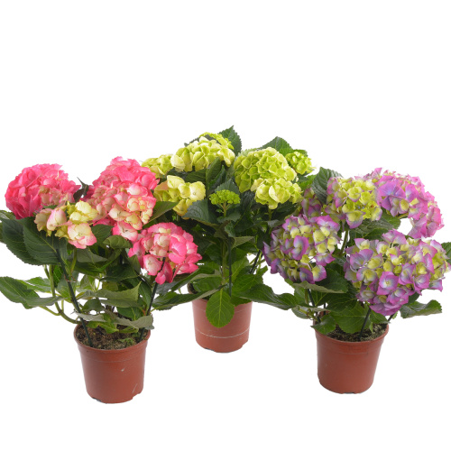 Гортензия микс 35/13 см