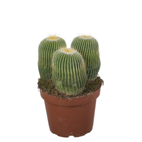 Кактус нотокактус 20/13 см