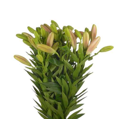 Лилия азиатская Бриндизи (10 шт)