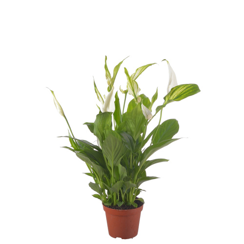 Спатифиллум шопен 35/9 см