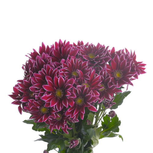 Болте куст. (5 шт)