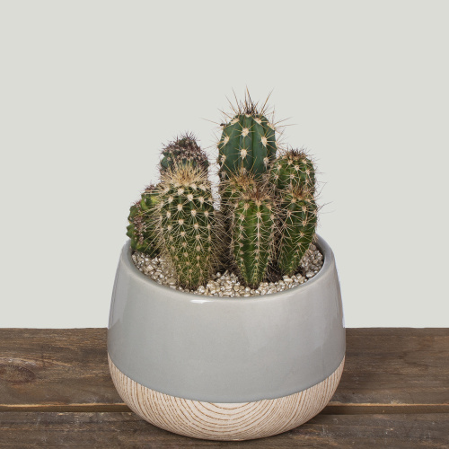 Композиция из растений 09