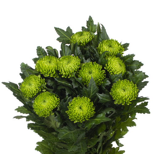 Алемани хризантема одноголовая (10 шт)