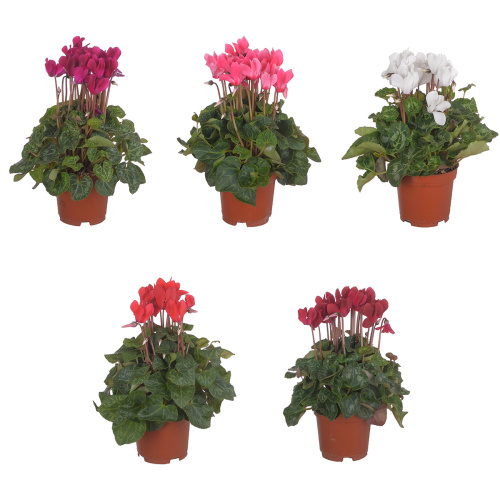 циксламен аллюр 20/10 см