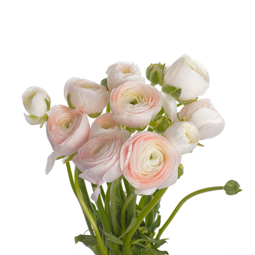 ранункулус ханой (5 шт)