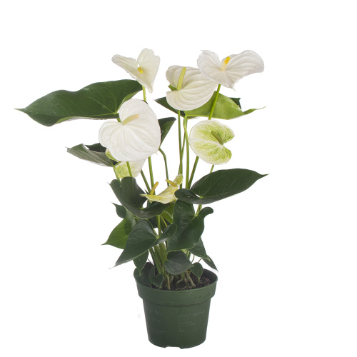 Антуриум алпин 50/14 см