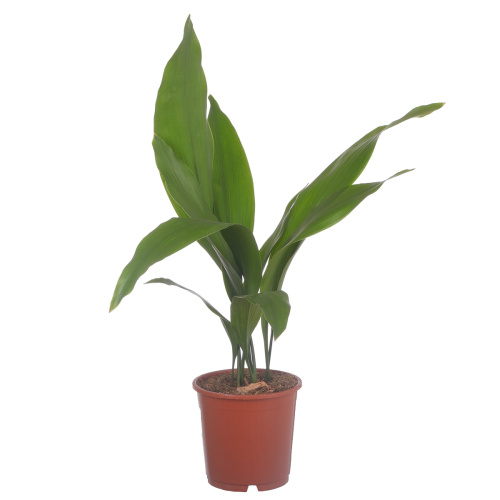 Аспидистра элатиор 50/13 см