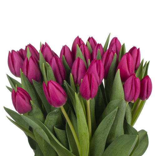 Тюльпан пинк ардур (25 шт)