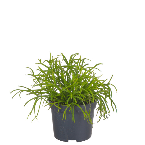 Рипсалис бацифера оазис 15/8 см