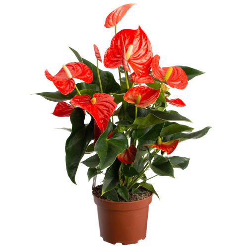 Антуриум флорида 70/17 см