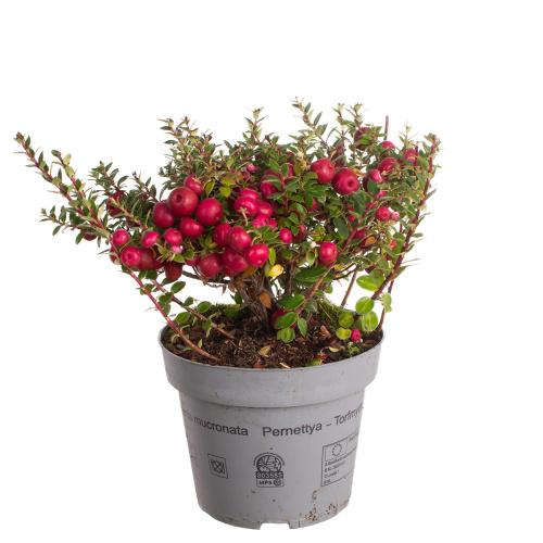 Гаультерия макроната 25/14 см