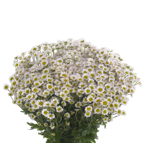 Сантини Мадиба Линди (25 шт)