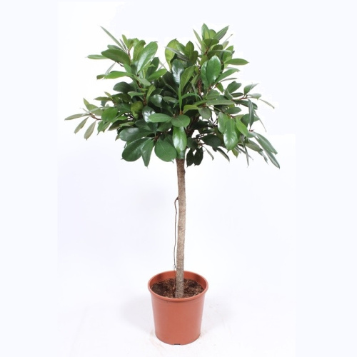 Фикус сиафистипула штамб 140/31 см