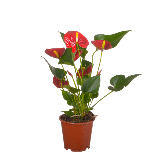Антуриум саксесс ред 35/12 см