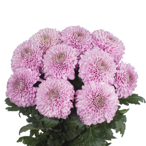 Плейтайм хризантема одноголовая (10 шт)