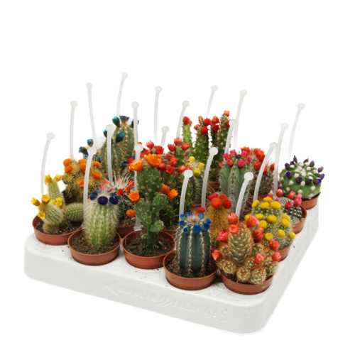 Кактус с сухоцветами с ручкой 10/5 см