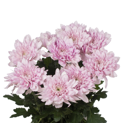 Петрушка хризантема одноголовая (10 шт)