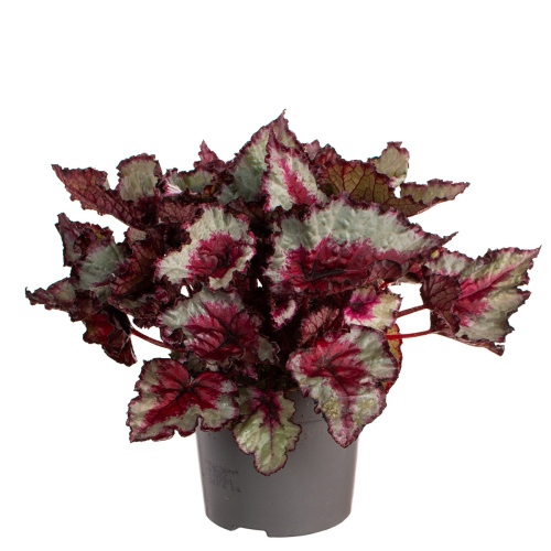 Бегония кариббеан найт 25/13 см