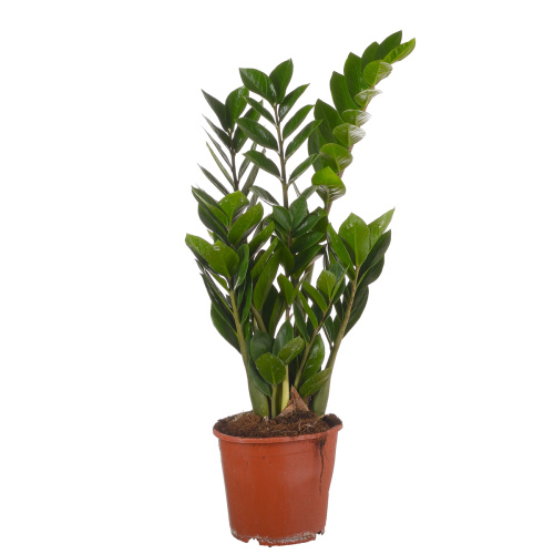 Замиокулкас 60/17 см