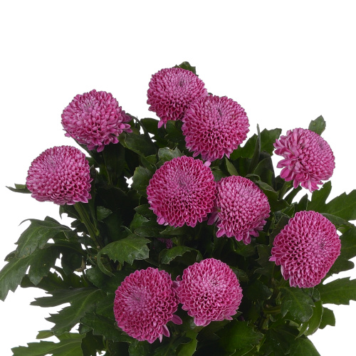 Роксо хризантема одноголовая (10 шт)