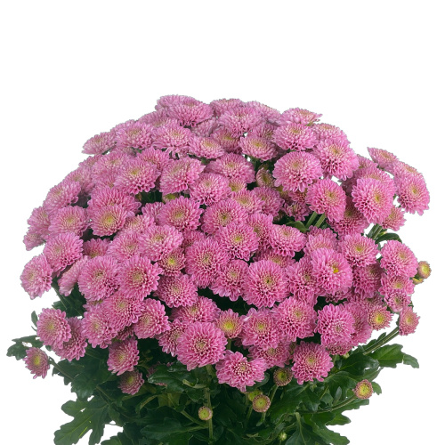 Сантини элиссон (25 шт)