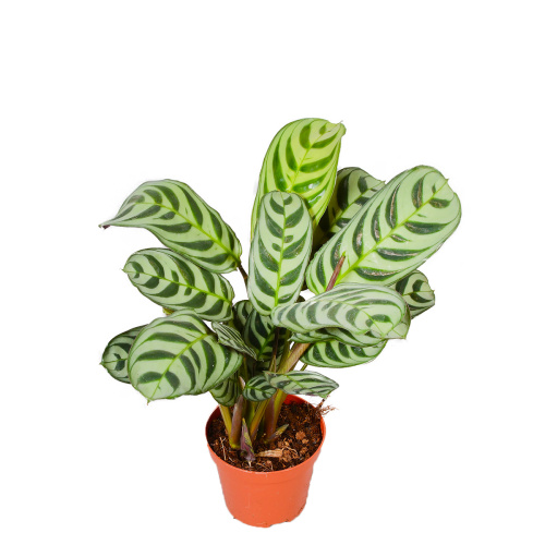 ктенанте бурли макси 20/9 см