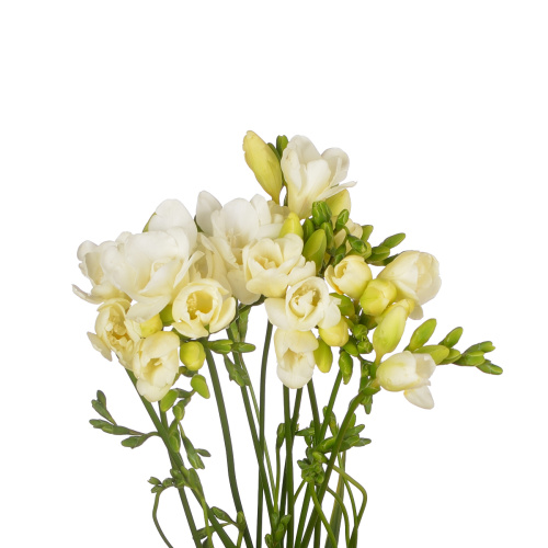 Фрезия вентура (10 шт)