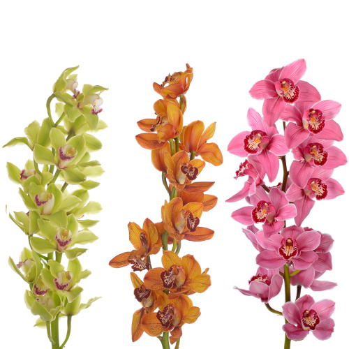 орхидея цимбидиум микс 80 см (1 шт) разные цвета