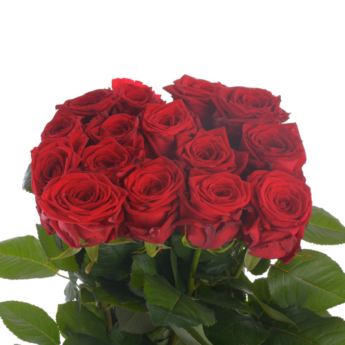 Ред Наоми (15 шт) рм