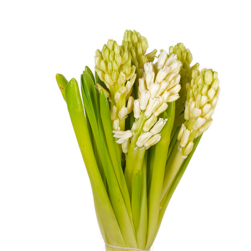 гиацинт топ уайт (5 шт)