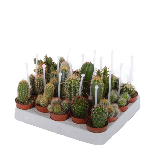 кактус микс с ручкой 10/5 см