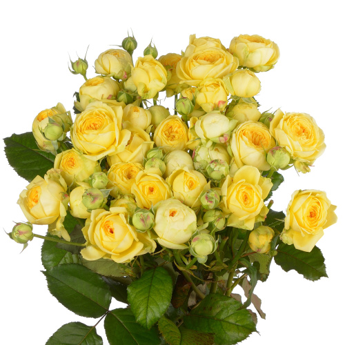 Пиони баблс куст. (10 шт) рм