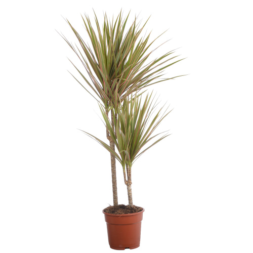 Драцена биколор (30+10) 80/17 см