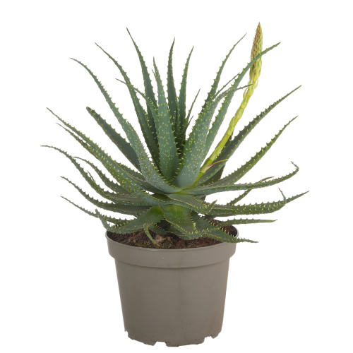 Алоэ арборесценс 50/23 см