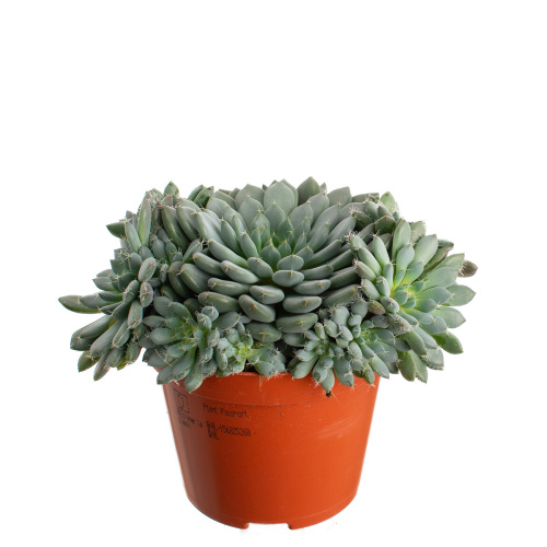 Эхиверия деренберги 10/8 см