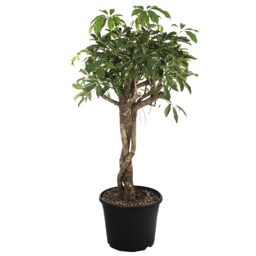 Шеффлера компакта плетеный ствол 130/35 см