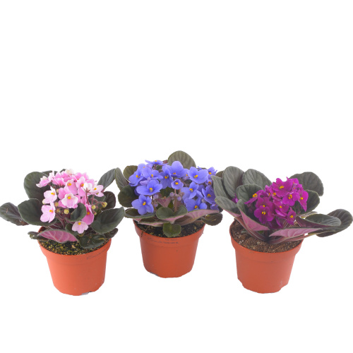 фиалка микс 20/12 см