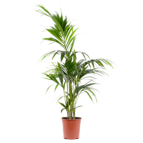 Ховея Форстериана 100/19 см