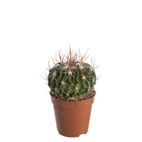 Кактус эхинофоссулокактус 10/5 см