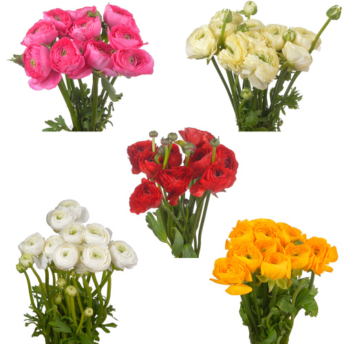 ранункулус клуни микс (10 шт)