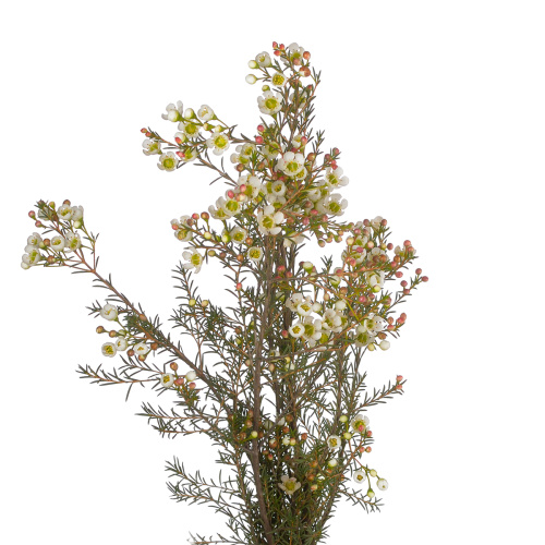 Хамелациум сириус (5 шт)