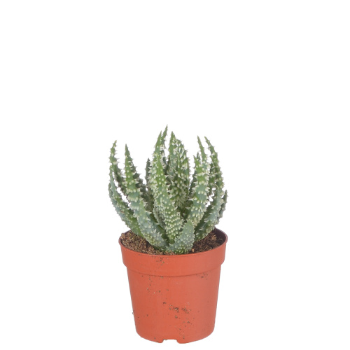 Алоэ шарк 10/7 см