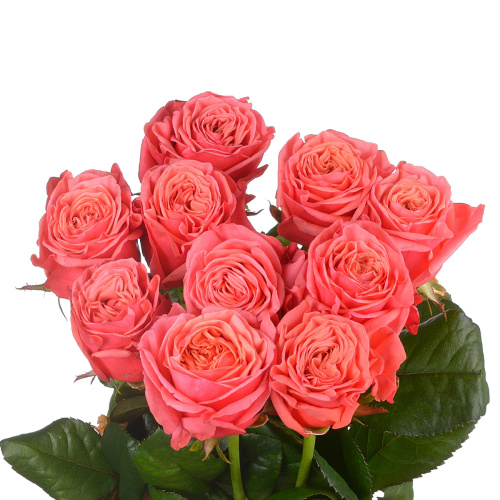 Баблгам 60 см (10 шт)