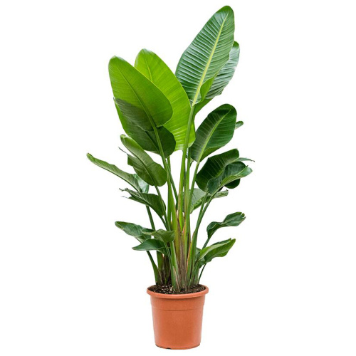 Стрелиция николай 140/30 см