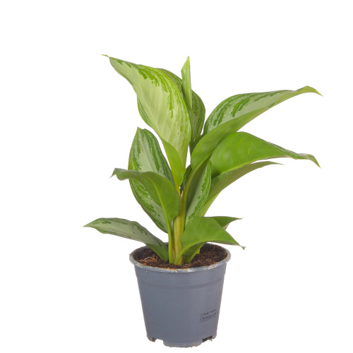 Аглаонема сильвер бэй 35/14 см